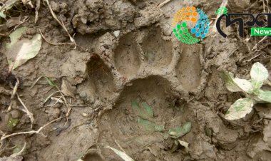 কাজিৰঙা ৰাষ্ট্ৰীয় উদ্যানৰ কঁহৰা বনাঞ্চলত ঢেকীয়াপতীয়া বাঘৰ মৃতদেহ উদ্ধাৰ :