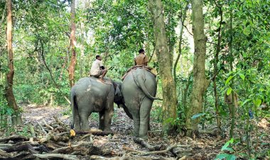 কাজিৰঙা ৰাষ্ট্ৰীয় উদ্যানৰ কঁহৰা বনাঞ্চলত ঢেকীয়াপতীয়া বাঘৰ উৱলি যোৱা মৃতদেহ উদ্ধাৰ  :