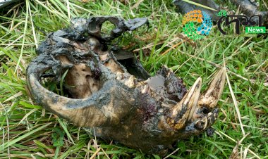 কাজিৰঙা ৰাষ্ট্ৰীয় উদ্যানৰ বুঢ়াপাহাৰ আৰু বাগৰি বনাঞ্চলত ঢেকীয়াপতীয়া বাঘৰ মৃতদেহ উদ্ধাৰ :
