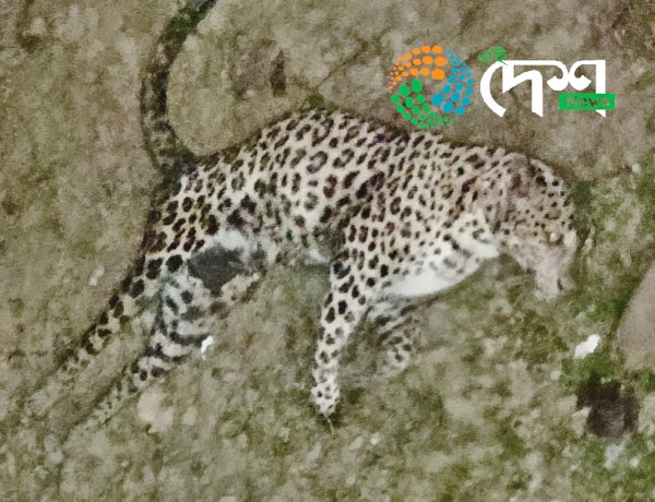 Injured Leopard from Sensowa Tea Estate,Assam Taken to Wildlife Rescue and Rehabilitation Centre at Borjuri,Kaziranga :