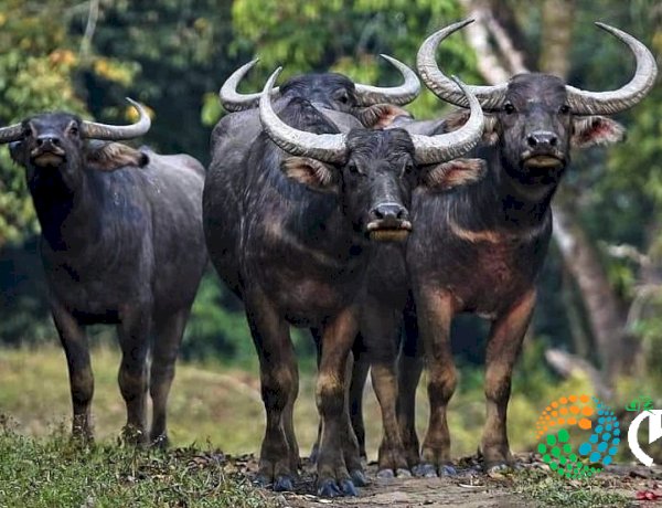 Translocation of  Asiatic Wild Buffalo from Kaziranga National Park  to Kanha Tiger Reserve :