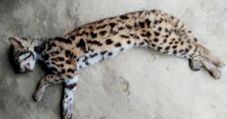 চৰাইদেউত নাহৰফুটুকী বাঘ নিধন