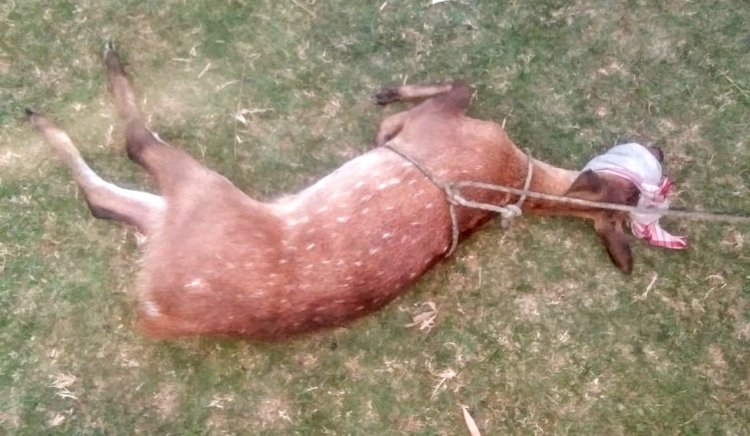 বোকাখাতৰ বংকোৱালত পহু উদ্ধাৰ : বন বিভাগক অৰ্পণ :