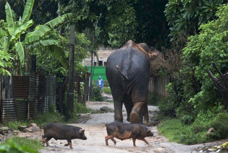 খাদ্য বিচাৰি জনাঞ্চল পালেহি গজৰাজ