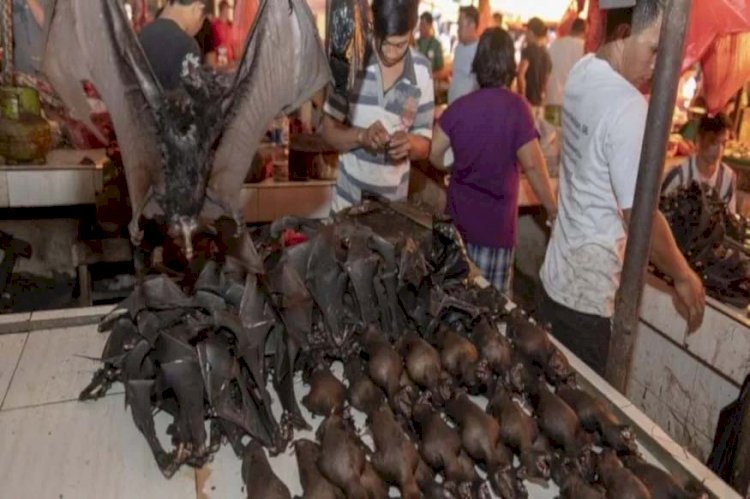 চীনৰ ‘ৱেট মাৰ্কেট’ত আকৌ আৰম্ভ বাদুলী, কুকুৰ বিক্ৰী