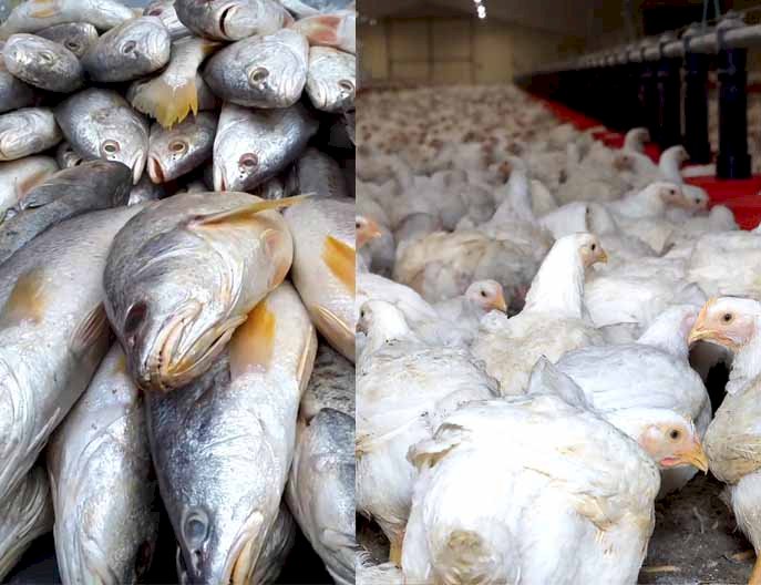 গুৱাহাটীৰ ৩১টা স্থানত মাছ-ব্ৰয়লাৰ বিক্ৰীৰ অনুমতি