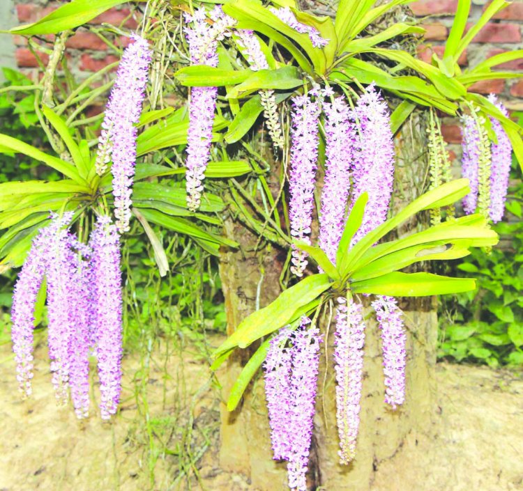 অসমীৰ চোতালত ম্লান পৰিলে বিহুৰ আনন্দ