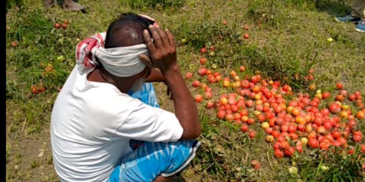 প্রতিজন কৃষকৰ ৩ লাখ টকা পর্যন্ত ক্ষতি