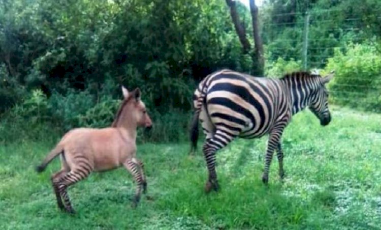 জেব্রা-গাধৰ সংসাৰত বিৰল প্রজাতিৰ সন্তান
