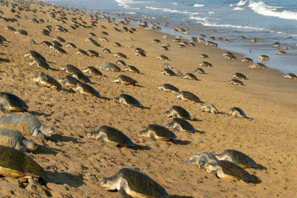 গৃহ বন্দী মানুহ উপকূলত ঘুৰিছে  লক্ষাধিক কাছ