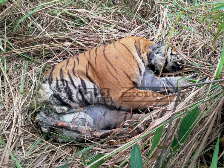 কাজিৰঙাৰ কহঁৰা বনাঞ্চলৰ মিহি বিলৰ পাৰত ঢেকীয়াপতীয়া বাঘৰ মৃতদেহ উদ্ধাৰ :