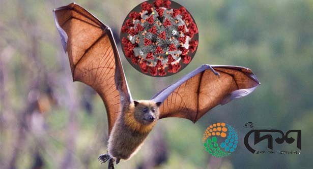 ভাৰতত  বাদুলিৰ শৰীৰত  কোৰোণা ভাইৰাছৰ অৱস্থিতি’