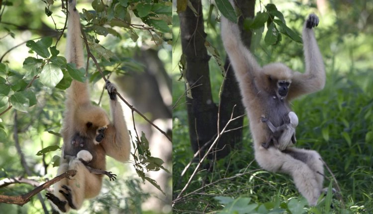 সহজ- সৰল চাহ শ্ৰমিকৰ প্ৰকৃতি প্ৰেমৰ নিদৰ্শন -বিলুপ্তপ্ৰায় হলৌ বান্দৰৰ সংৰক্ষণ
