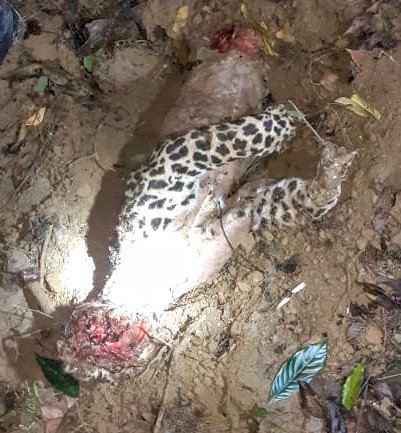 গোলাঘাটত নাহৰফুটুকী বাঘৰ হত্যা : আৰক্ষীৰ অভিযানত মৃতদেহ উদ্ধাৰ :