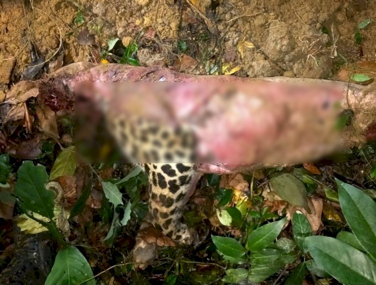 গোলাঘাটত নাহৰফুটুকী বাঘৰ হত্যা : আৰক্ষীৰ অভিযানত মৃতদেহ উদ্ধাৰ :