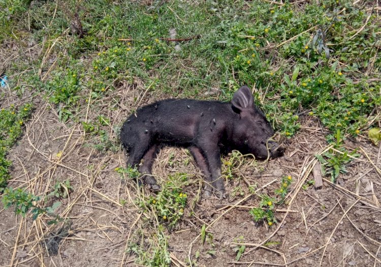 ছোৱাইন ফিভাৰত গাহৰিৰ মৃত্যু