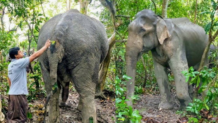 চেতনা নাশক প্ৰয়োগ কৰি কাজিৰঙা ৰাষ্ট্ৰীয় উদ্যানত এটা আহত বনৰীয়া হাতীক চিকিৎসা প্ৰদান :