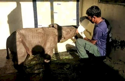 কাজিৰঙা ৰাষ্ট্ৰীয় উদ্যানত মাতৃহাৰা এমহীয়া গঁড় পোৱালী উদ্ধাৰ :