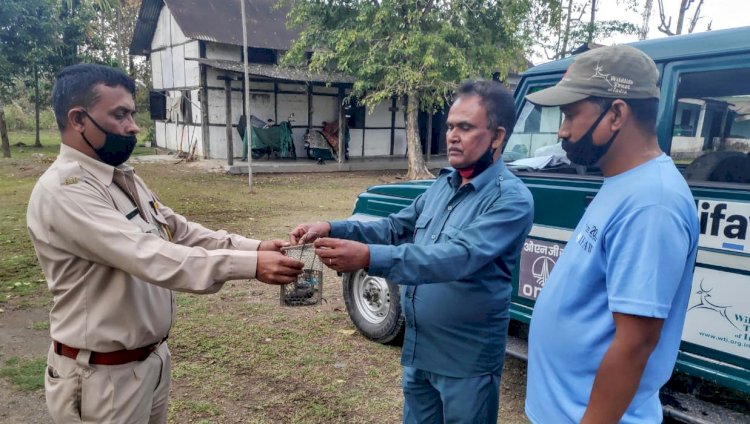 বোকাখাতৰ মহকুমা আৰক্ষী বিষয়াৰ দ্বাৰা কেকোসাপ উদ্ধাৰ :