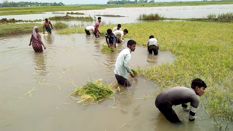 আবতৰীয়া বানে বুৰালে ধাননি  কৃষকৰ হাহাকাৰ