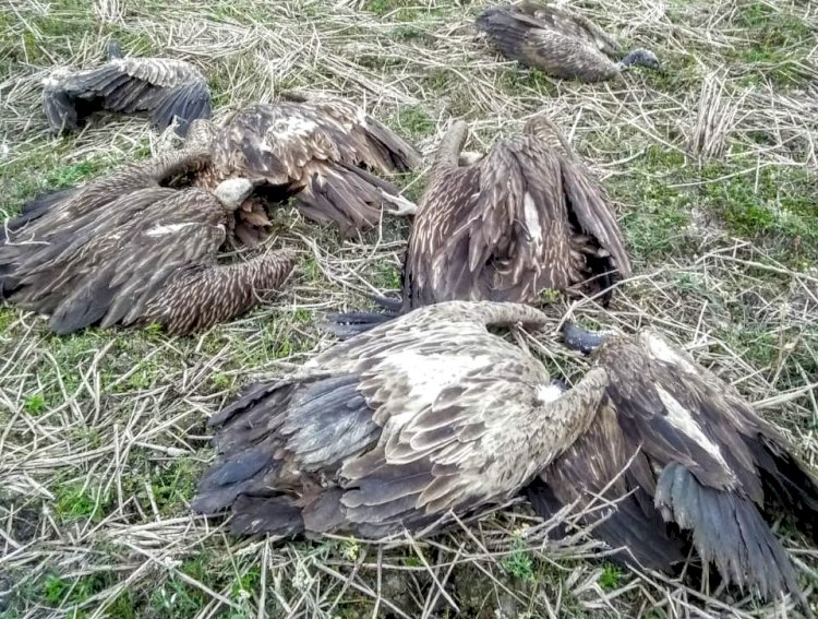 শিৱসাগৰৰ দিচাং মুখত ১৯ টাকৈ শগুনৰ মৃত্যু : বিহক্ৰিয়াতেই মৃত্যুৰ সন্দেহ :