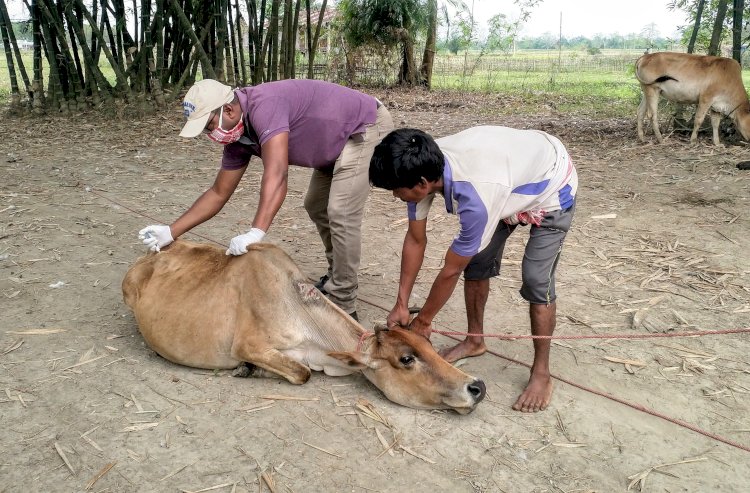 লক ডাউনৰ মাজতেই কাষৰীয় জনসাধাৰণৰ পশুধনৰ সুৰক্ষাৰ বাবে ৰোগ প্ৰতিষেধক দিয়াৰ অভিযান আৰম্ভ কাজিৰঙা কৰ্তৃপক্ষৰ :