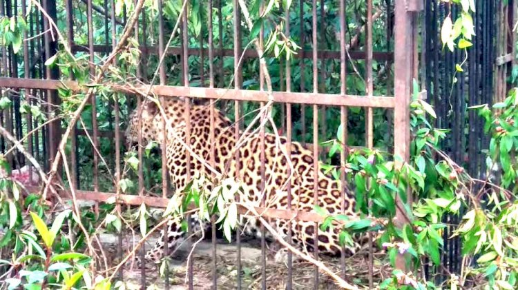 যোৰহাট গোসাঁই ঠেকেলা গাঁৱত বনৰজা পিঞ্জিৰাৱদ্ধ
