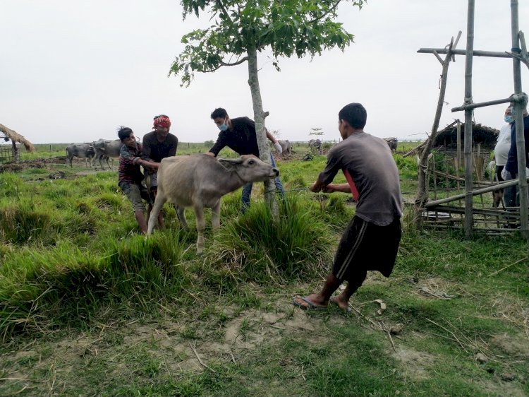 ব্ৰহ্মপুত্ৰৰ ভক্তে চাপৰিত পশু চিকিৎসা বিভাগৰ সহযোগত কাজিৰঙা ৰাষ্ট্ৰীয় উদ্যান কৰ্তৃপক্ষৰ  গৰু  ম'হৰ প্ৰতিষেধক প্ৰদান :