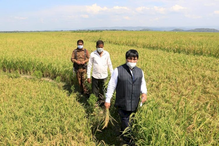 মালয়বাৰীত ২৫ বিঘা বড়োধানৰ খেতি, পথাৰত অতুল বৰা