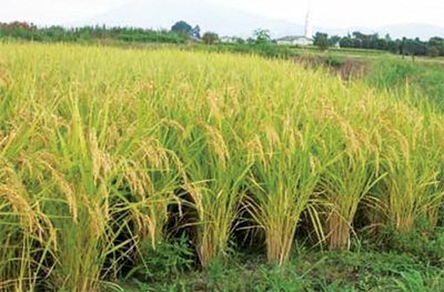 খাদ্য সংকট বিশ্বত দুগুণ হোৱাৰ সম্ভাৱনা আছে