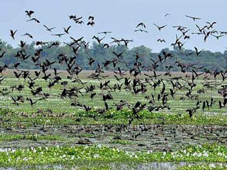 আশী শতাংশলৈ হ্রাস পৰিভ্রমী পক্ষীৰ সংখ্যা