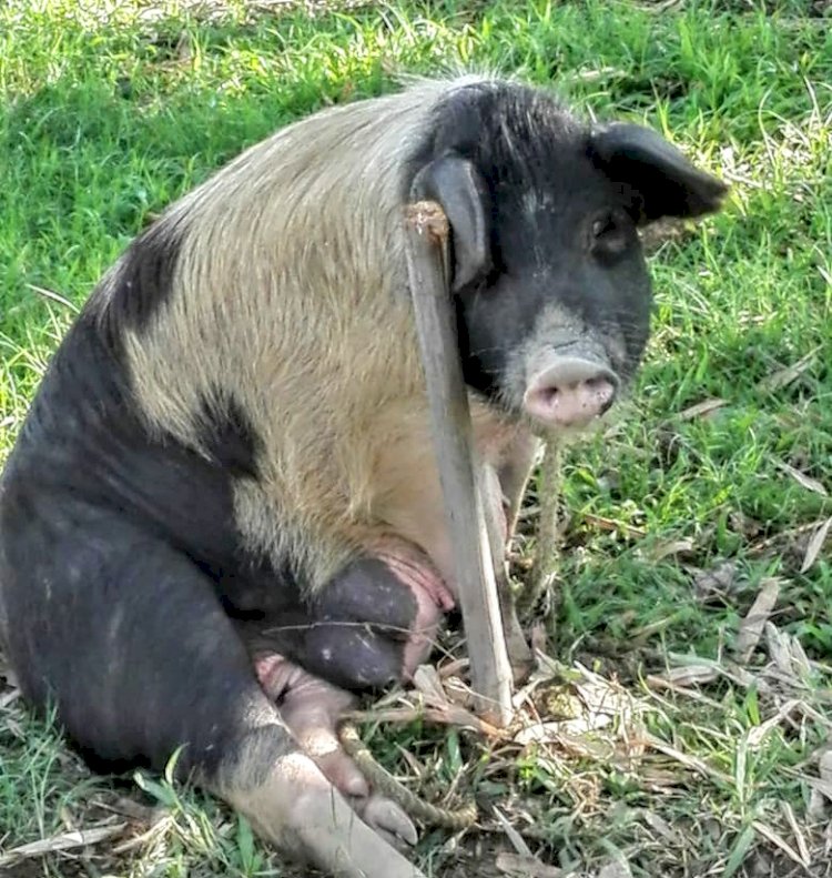 আফ্রিকান চোৱাইন ফিভাৰ সংক্ৰমন : আজিৰ তাৰিখত সুৰক্ষিত কাজিৰঙা :