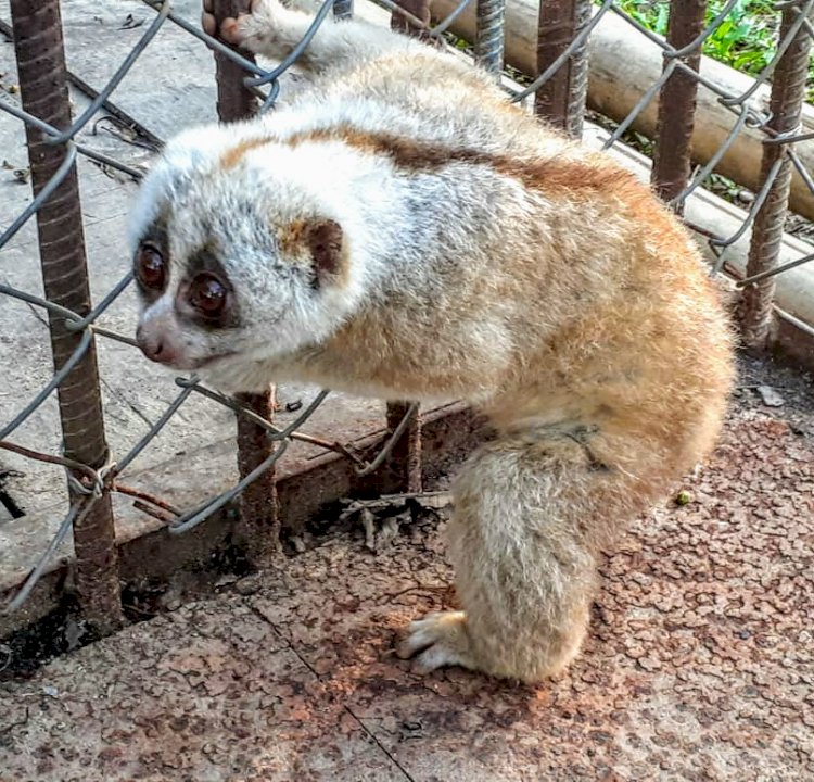 নুমলীগড়ৰ  নগাকটা অঞ্চলত উদ্ধাৰ লাজুকী বান্দৰ :