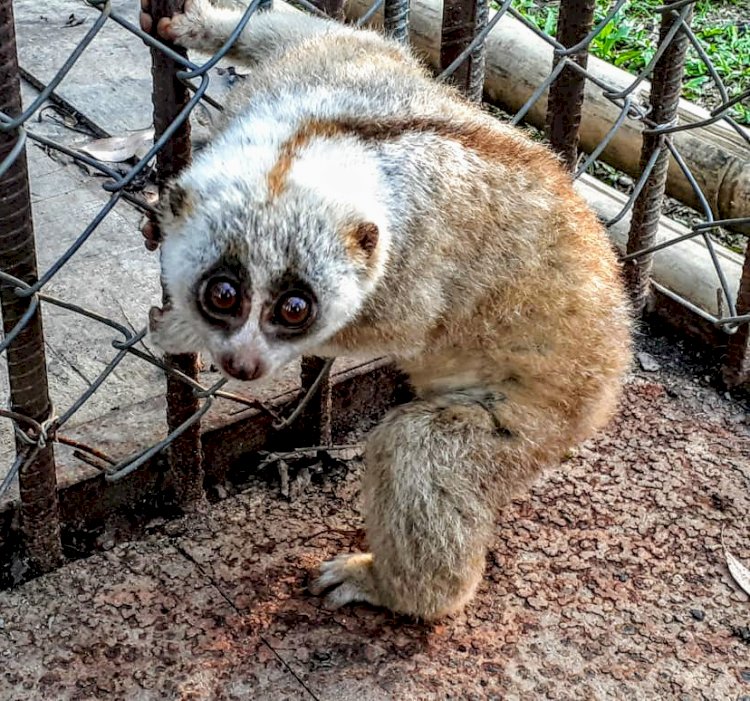 নুমলীগড়ৰ  নগাকটা অঞ্চলত উদ্ধাৰ লাজুকী বান্দৰ :