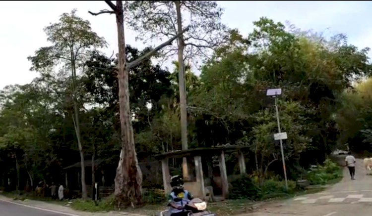 দক্ষিণ যোৰহাটৰ চৰ্দাৰ আলিৰ এটা পৰিচয় বিলুপ্ত : ইতিহাস হ'ল দুশ বছৰীয়া শিমলু গছ