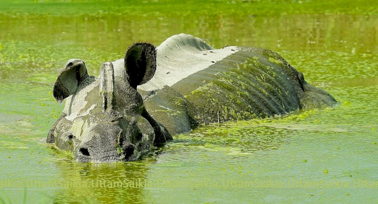 কাজিৰঙা ৰাষ্ট্ৰীয় উদ্যানত খৰ্গ বিহীন গঁড়ৰ মৃতদেহ উদ্ধাৰ : হত্যা কৰি চোৰাংচিকাৰীয়ে কাটি নিলে খৰ্গ :
