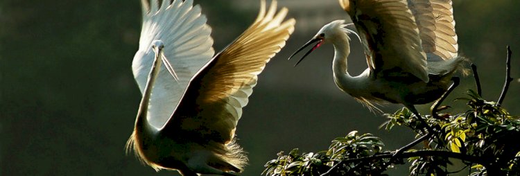 -বিশ্ব পৰিভ্ৰমী তথা প্ৰৱজনকাৰী পক্ষী দিৱস