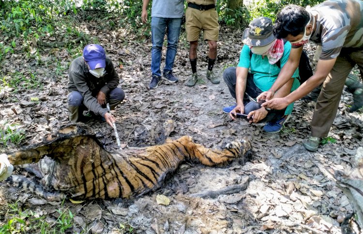 কাজিৰঙা ৰাষ্ট্ৰীয় উদ্যানৰ বাগৰি বনাঞ্চলত ঢেকীয়াপতীয়া বাঘিনীৰ মৃতদেহ উদ্ধাৰ :