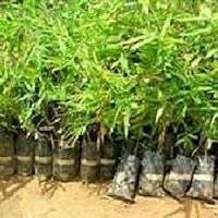 লহপহকৈ বাঢ়িছে অৰ্জুনৰ পুলি :: বিহু নহ'ল :: বৃক্ষ ৰোপনেৰে বহাগী উৎসৱ পালন উজনি তিমতিমীয়াত