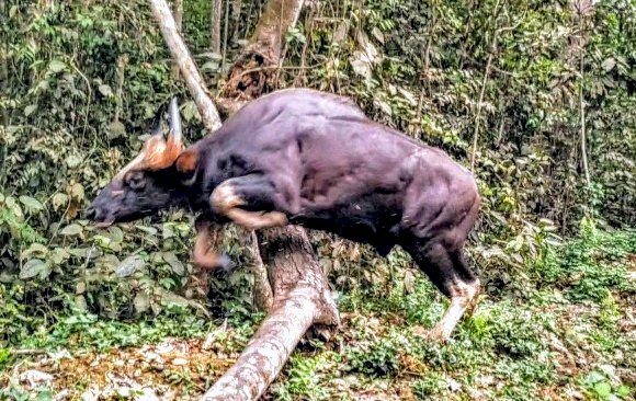 গোলাঘাটত চেতনা নাশক প্ৰয়োগ কৰি বনৰীয়া মেঠোন কৰায়ত্ব : বন বিভাগৰ উদ্যোগত নামবৰ অভয়াৰণ্যত পুনৰ মুকলি :