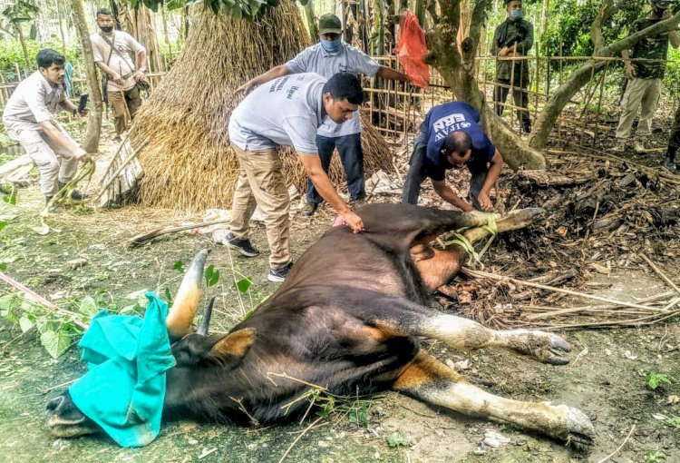 গোলাঘাটত চেতনা নাশক প্ৰয়োগ কৰি বনৰীয়া মেঠোন কৰায়ত্ব : বন বিভাগৰ উদ্যোগত নামবৰ অভয়াৰণ্যত পুনৰ মুকলি :