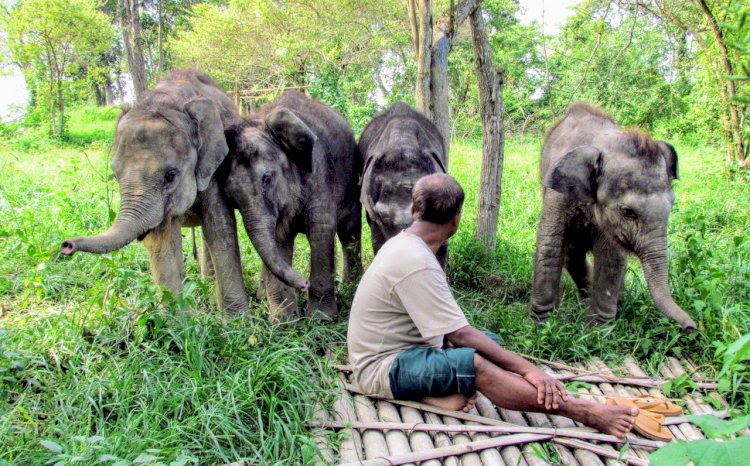 কাজিৰঙাৰ বন্যপ্ৰাণী পুনৰ সংস্থাপন আৰু সংৰক্ষণ কেন্দ্ৰৰ সকলোৰে ভিনি , জেষ্ঠ এনিমেল  কিপাৰ প্ৰশান্ত দাসৰ মৃত্যু :