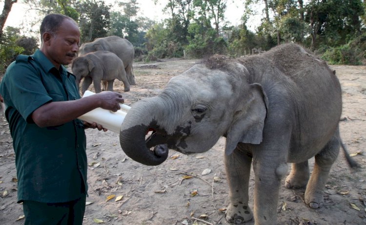 কাজিৰঙাৰ বন্যপ্ৰাণী পুনৰ সংস্থাপন আৰু সংৰক্ষণ কেন্দ্ৰৰ সকলোৰে ভিনি , জেষ্ঠ এনিমেল  কিপাৰ প্ৰশান্ত দাসৰ মৃত্যু :