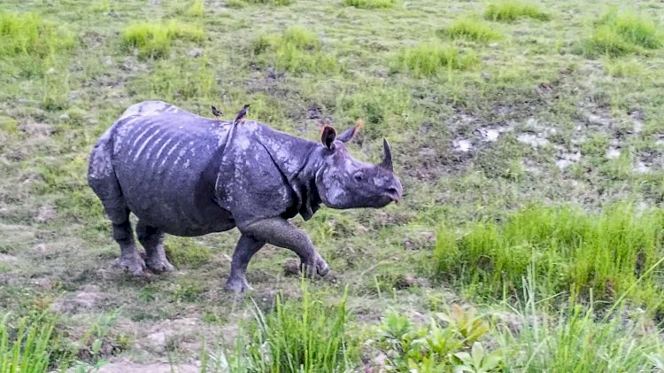 উচ্চ ন্যায়লয়ৰ নিৰ্দেশত বেদখল মুক্ত হোৱা কলিয়াবৰ মহকুমাৰ বান্দৰডুবি অঞ্চল কাজিৰঙা ৰাষ্ট্ৰীয় উদ্যানৰ হাতত অৰ্পণ  :