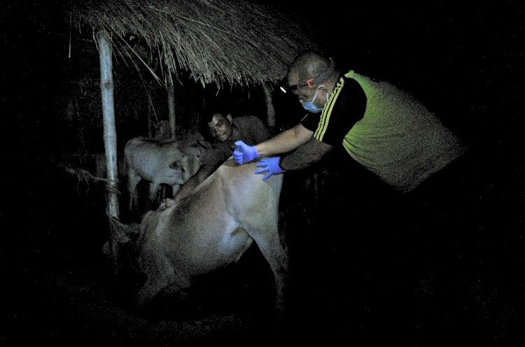 কাজিৰঙাৰ কাষৰীয় গাওঁ আৰু চাপৰিত গৰু ম'হক প্ৰতিষেধক প্ৰদান  উদ্যান কৰ্তৃপক্ষৰ : বোকাখাত বনাঞ্চলত তিনি সহস্ৰাধিক পশুক প্ৰতিষেধক প্ৰদান :