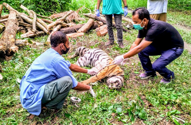 কাজিৰঙা ৰাষ্ট্ৰীয় উদ্যানৰ বুঢ়াপাহাৰ বনাঞ্চলত ঢেকীয়াপতীয়া বাঘৰ মৃতদেহ উদ্ধাৰ :