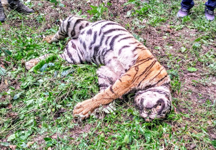 কাজিৰঙা ৰাষ্ট্ৰীয় উদ্যানৰ বুঢ়াপাহাৰ বনাঞ্চলত ঢেকীয়াপতীয়া বাঘৰ মৃতদেহ উদ্ধাৰ :