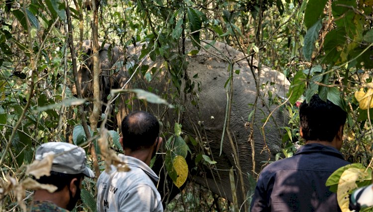নুমলীগড়ৰ বকিয়াল চাহ বাগিচাত বন্যহস্তীৰ মৃত্যু :