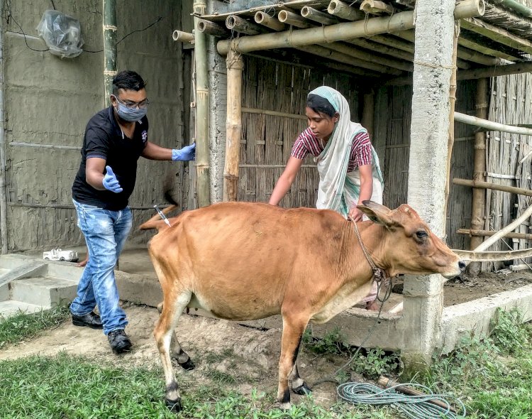 কাজিৰঙাৰ ৰাষ্ট্ৰীয় উদ্যান কৰ্তৃপক্ষৰ উদ্যোগত কাষৰীয় গাঁৱৰ ১০ হেজাৰ পশুধনক প্ৰতিষেধক প্ৰদান : দুটা ৰেঞ্জত এতিয়াও চলি আছে প্ৰতিষেধক প্ৰদানৰ অভিযান :