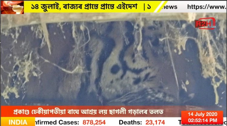 প্ৰকাণ্ড ঢেকীয়াপতীয়া বাঘে আশ্ৰয় লয় ছাগলী গড়ালৰ তলত